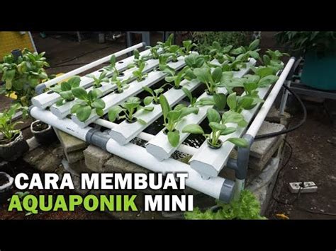 Cara Membuat Aquaponik Akuaponik Lele Sederhana Di Rumah Youtube