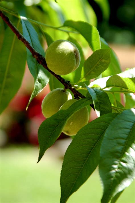 Fotos Gratis Rbol Naturaleza Al Aire Libre Rama Fruta Hoja