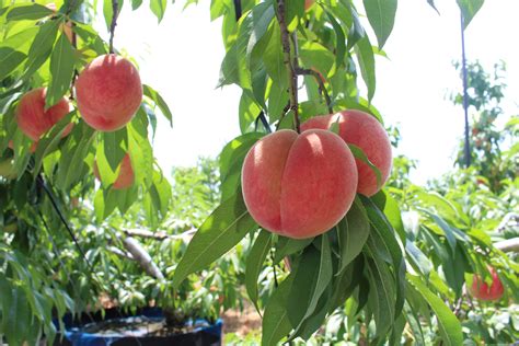 群馬の桃＜あかつきネオ＞（7玉～11玉）約3kg 新鮮ぐんまみのり館【jaタウン】産地直送 通販 お取り寄せ