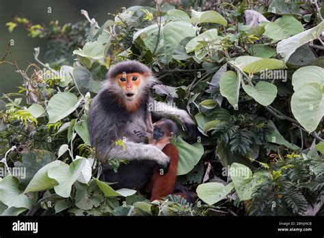 Red-shanked Douc langur (Pygathrix nemaeus) female with new born baby ...