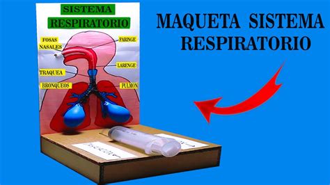 Maqueta Aparato Respiratorio Con Dibujos Como Hacer Maqueta Aparato