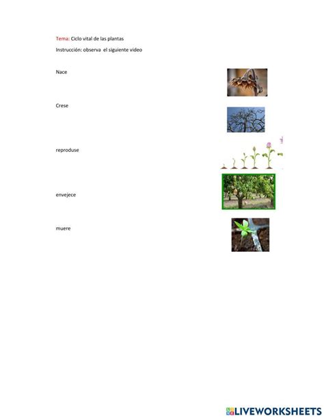 Ciclo Vital De Las Plantas Interactive Worksheet Live Worksheets