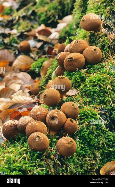 Stump Puffball Lycoperdon Pyriforme Morganella Pyriformis Fruiting