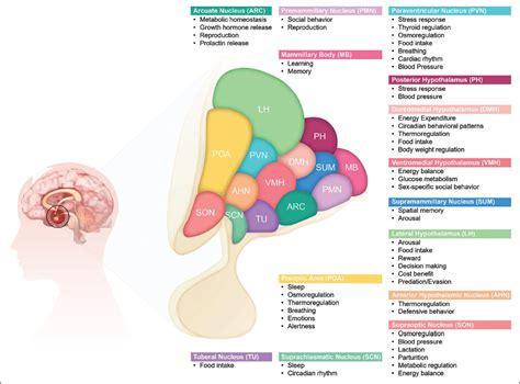 Integrative Functions Of The Hypothalamus Linking Cognition Emotion