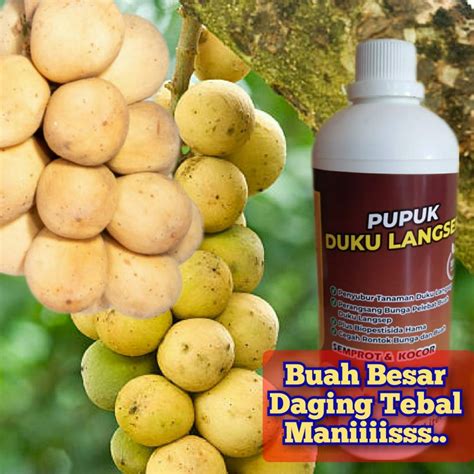 Jual Pupuk Duku Langsap Kokosan 1Ltr Organik Pelebat Buah Besar Manis