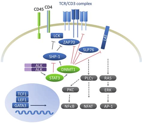 Schematic Representation Of Tcr Signaling And Downregulated Tcr Download Scientific Diagram