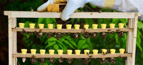 Elevate Your Beekeeping Business With Queen Rearing Techniques Ozee