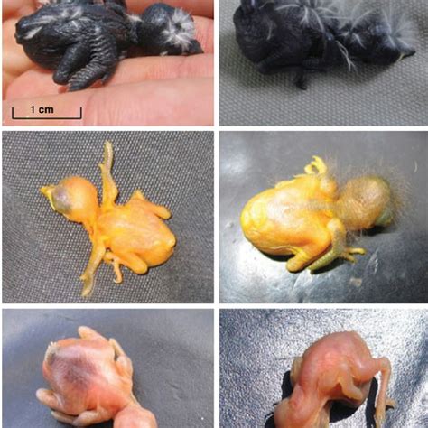 Host and parasite eggs. The diversity of egg colours and patterns of ...