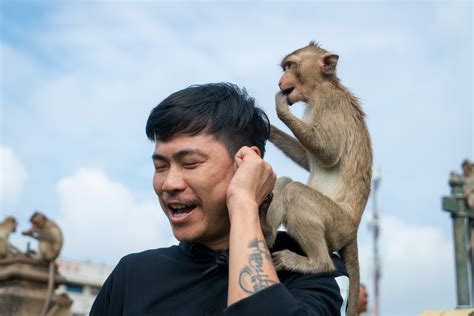 Mendatangi Momen Langka Monyet Pesta Makan ‘all You Can Eat Di