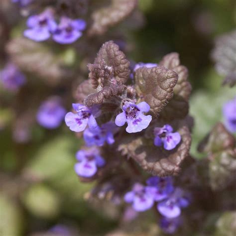 Gundermann Glechoma Hederacea