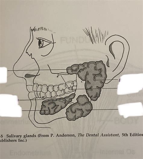 Salivary Glands Diagram | Quizlet