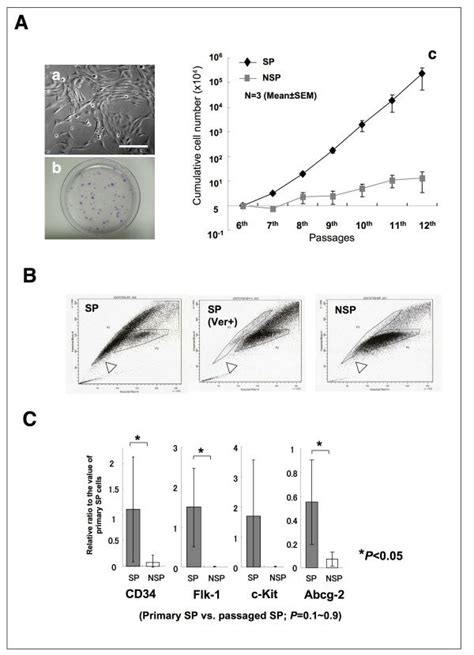 Characteristics Of SP Cells On Ex Vivo Expansion A A Phase Contrast