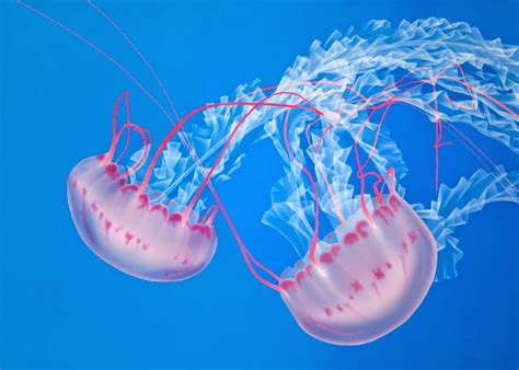 spesial  gambar hewan laut ubur ubur