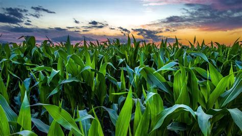 Corn Field Wallpapers - Wallpaper Cave