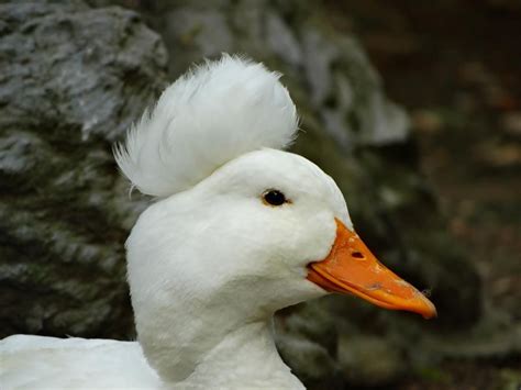 Duck With Fancy Hair Fancy Hairstyles Duck Fancy