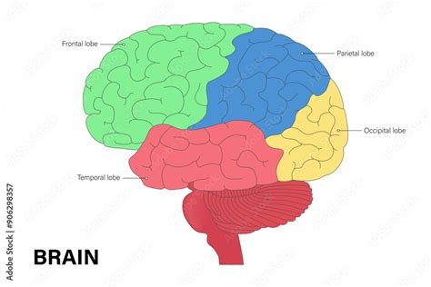 Human Brain Anatomy Vector Lobes Of The Brain Frontal Parietal