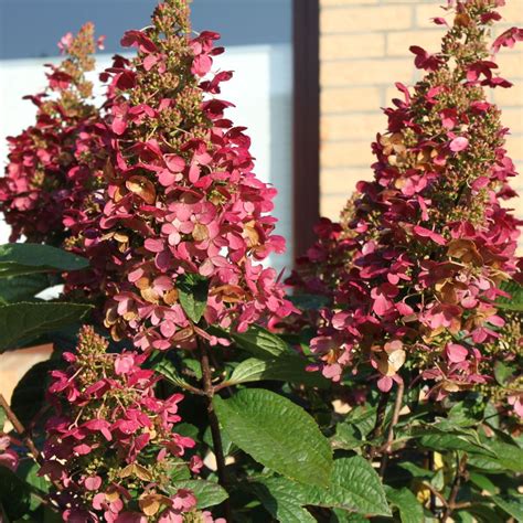 Hydrangea Paniculata Wims Red Compact Deciduous Potted Shrub Garden