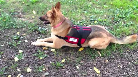 German Shepherd Service Dogs Petsidi