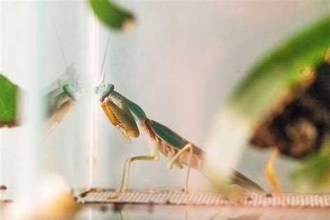 Praying Mantis Care Sheet: Setup, Feeding, Maintenance, & More