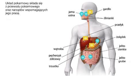 Budowa układu pokarmowego człowieka