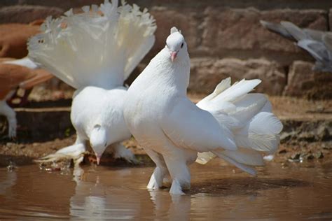 15 Types Of Pigeon Breeds You Must Know