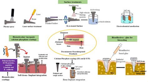 Soft And Hard Tissue Integration Around Percutaneous Bone Anchored Titanium Prostheses Toward