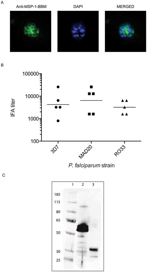 Indirect Immunofluorescence Assay Ifa Of Sera From Msp 1 Bbm