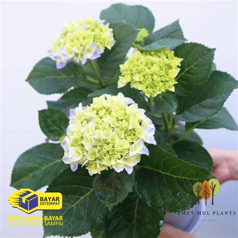 Jual PROMO TANAMAN BUNGA HORTENSIA BUNGA BORONDONG BESAR BUNGA HYDRAGEA