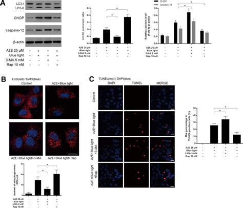 Autophagy Alleviates Er Stress For Cell Survival In Blue Light Mediated