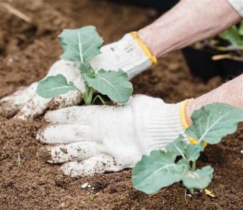 Agro Saveti Kategorija Stranica Od Agro Saveti