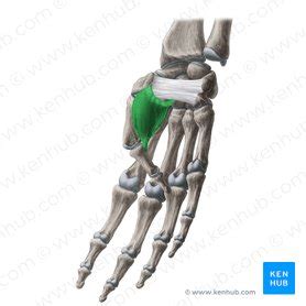 Mittelhandknochen Anatomie Aufbau Gelenke Und Klinik Kenhub