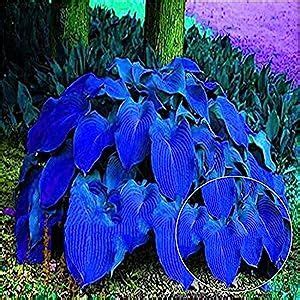 50Pcs Beautiful Hosta Seeds Plantaginea Fragrant Perennials Lily Home