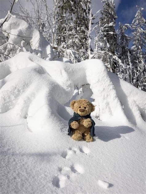 A Brown Teddy Bear Sitting In The Snow Next To Some Trees And Snowbanks