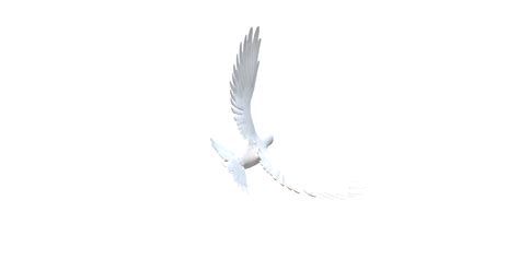 Peace Dove isolated on a Transparent Background 24997530 PNG