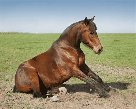 Can Horses Sit Down And What Does It Mean When They Do Equestrian