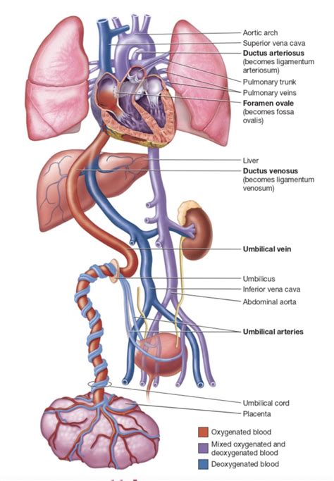 uterus Diagram | Quizlet