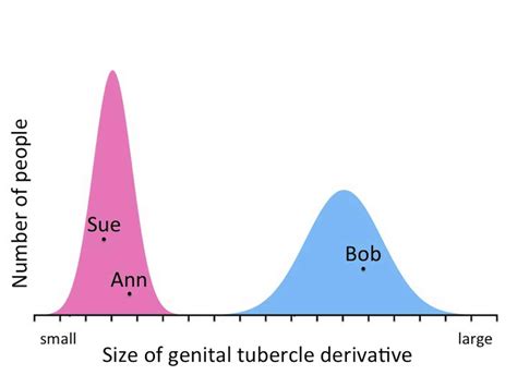 A Beginners Guide To Sex Differences In The Brain