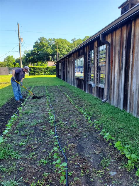 Cotton Patch at Tomball Museum - Tomball Museum Center