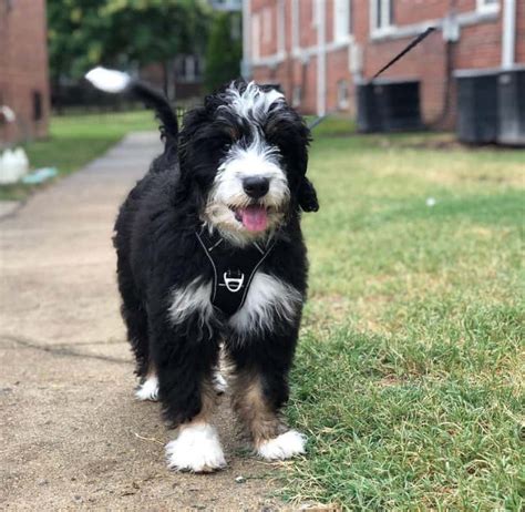 A Full Grown Mini Bernedoodle - Bernedoodle Babies Haven