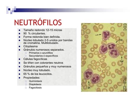 Anatomia Sistema Linfoide Ppt Descarga Gratuita