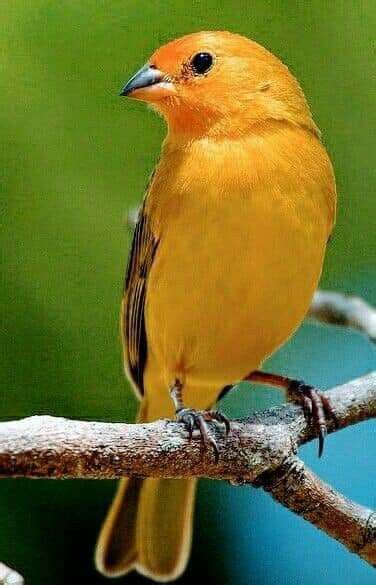 A Yellow Bird Sitting On Top Of A Tree Branch