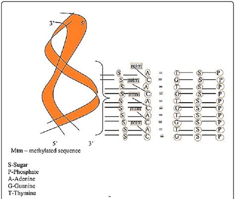 Diagrammatic Representation Showing Dna Strand With Methylated Cytosine