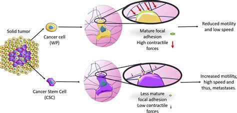 Contractility And Migration New Directions In Cancer Stem Cell