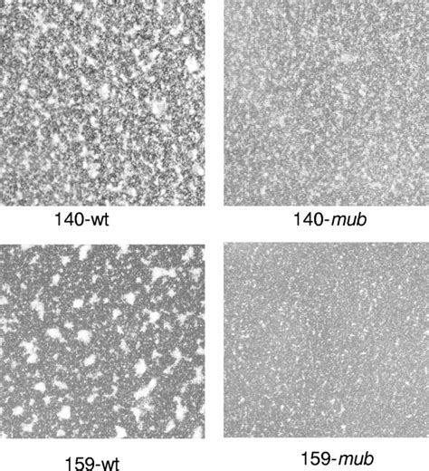 Genomic Island Tnsmu2 Of Streptococcus Mutans Harbors A Nonribosomal