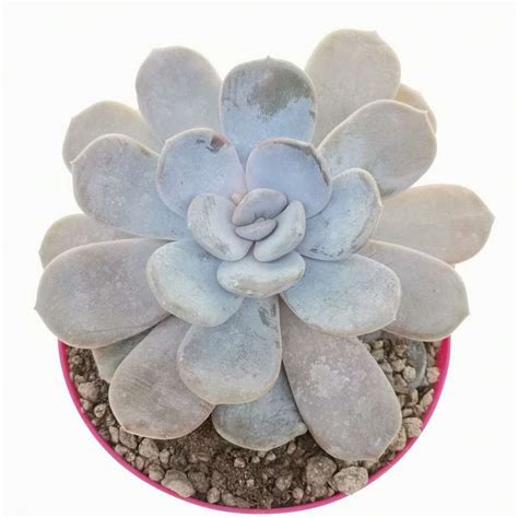 Echeveria Asante Sana 14 Cm Crassulaceae Giromagi Vendita Piante