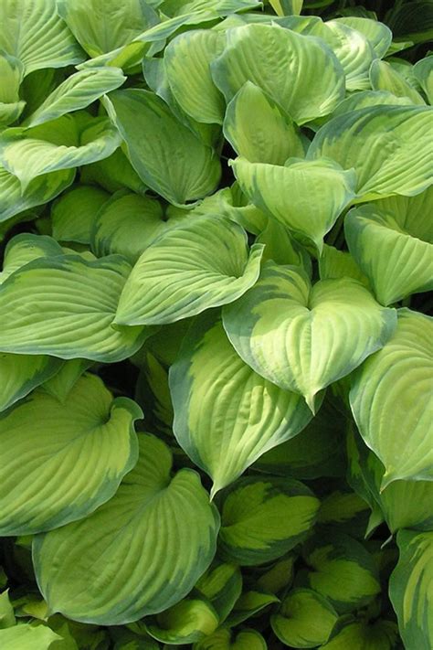 Buy Guacamole Hosta Lily Free Shipping Wilson Bros Gardens