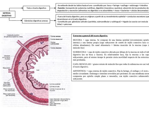 Tendones y músculos de la pierna una guía completa para entender su