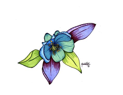 Columbine Flower Drawing at PaintingValley.com | Explore collection of ...