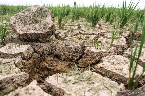 Brin Perubahan Iklim Berdampak Terhadap Pertanian Lahan Kering Koran