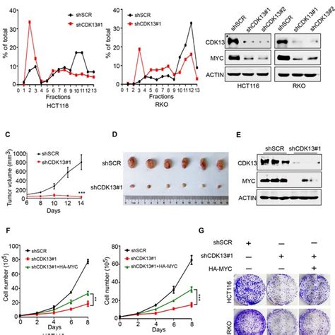 Cdk Regulates Myc Mrna Translation And Cancer Cell Proliferation A